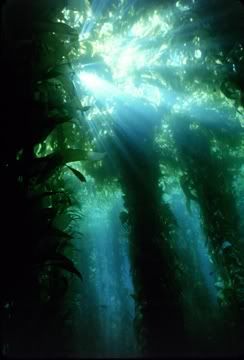 Kelp.jpg