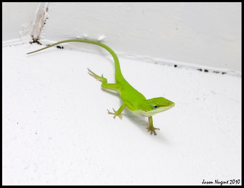 anole01.jpg