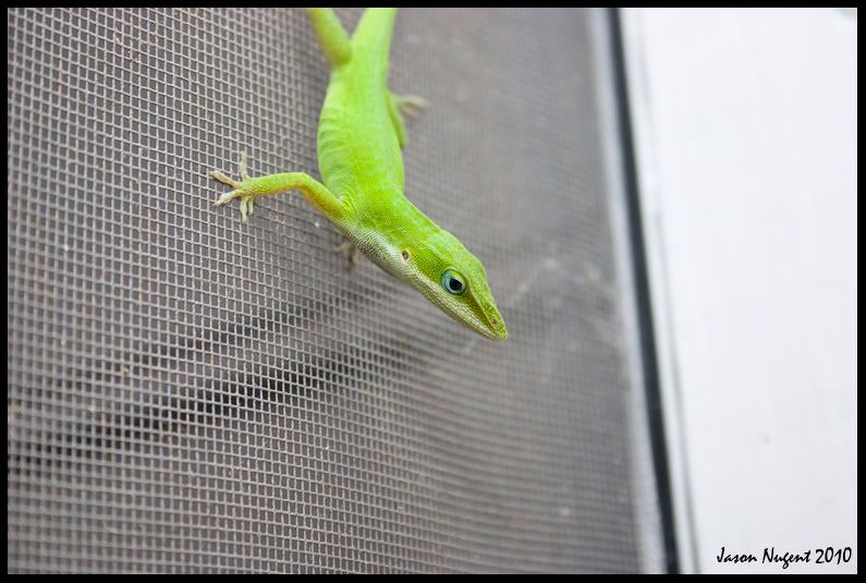 anole03.jpg