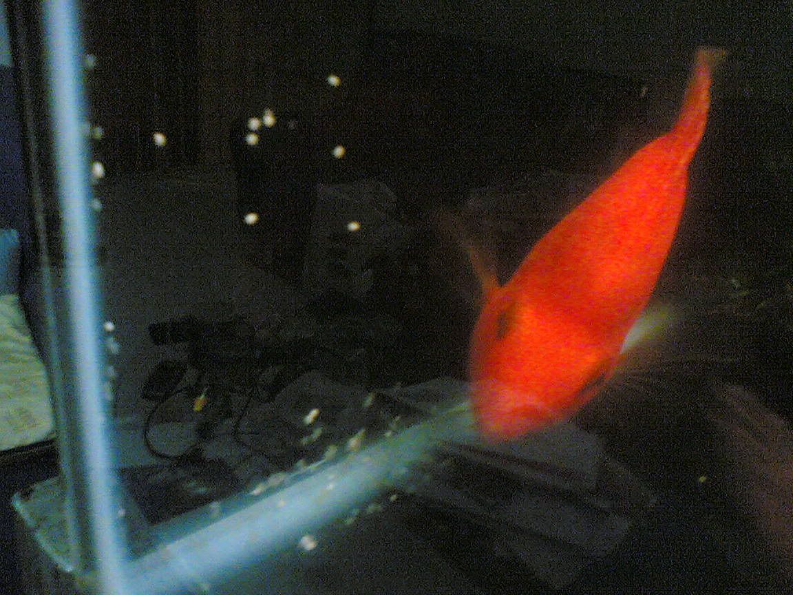 Parrot lay eggs? Arofanatics Fish Talk Forums