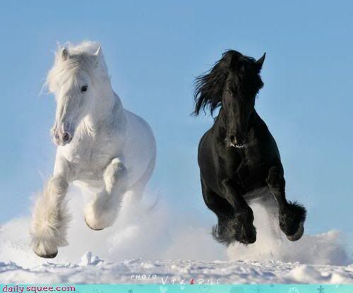 white and black horses photo: Dashing... dashing.jpg