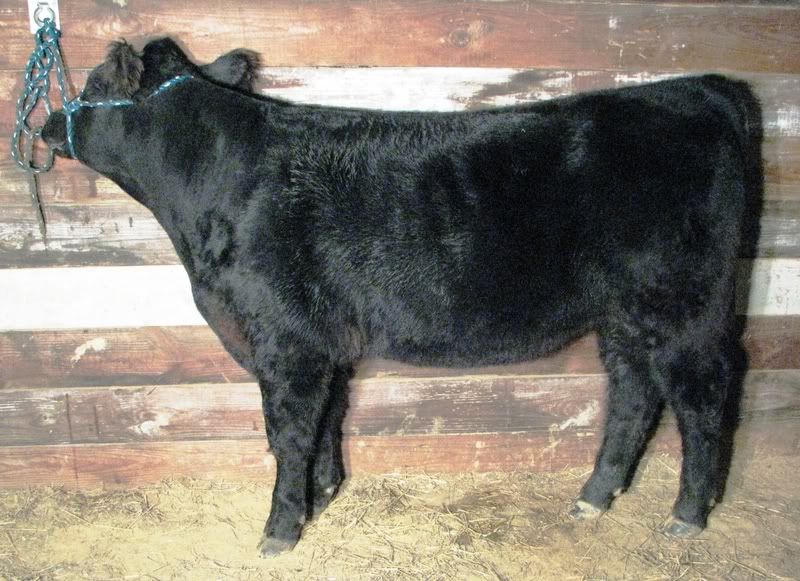 Steers012.jpg