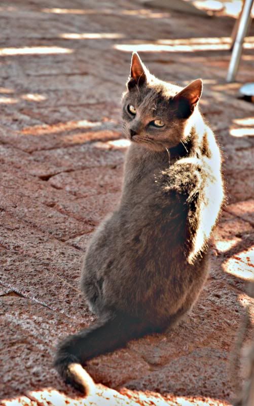 AnotherferociousNamibiancat.jpg