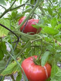i say tomatto