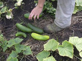 cukes