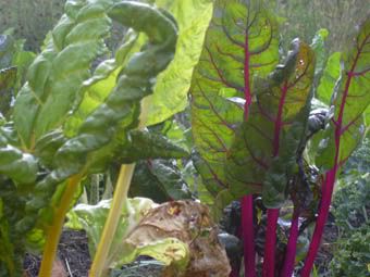 more chard