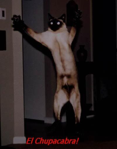 http://img.photobucket.com/albums/v211/Kediredric/chupacabracat7dd.jpg