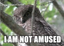 http://img.photobucket.com/albums/v211/Kediredric/notamused.jpg