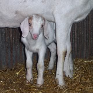 How they do grow..... - Goats