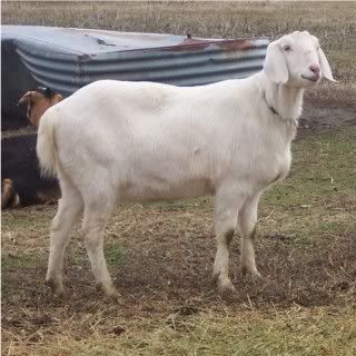 How they do grow..... - Goats