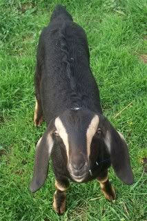 How they do grow..... - Goats