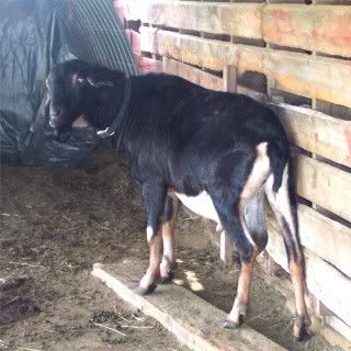 How they do grow..... - Goats