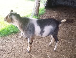 How they do grow..... - Goats