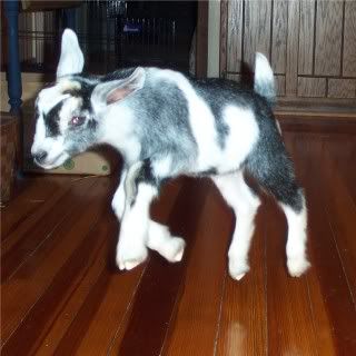 How they do grow..... - Goats