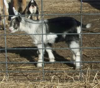 For Sale and Wanted - Goats