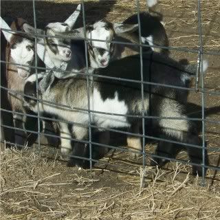 For Sale and Wanted - Goats