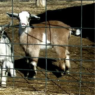 For Sale and Wanted - Goats
