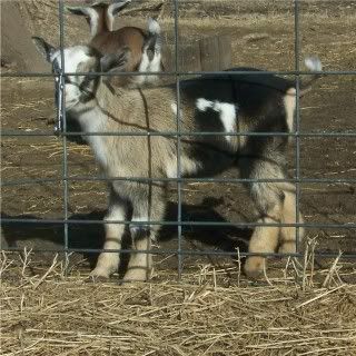 For Sale and Wanted - Goats
