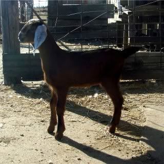 For Sale and Wanted - Goats