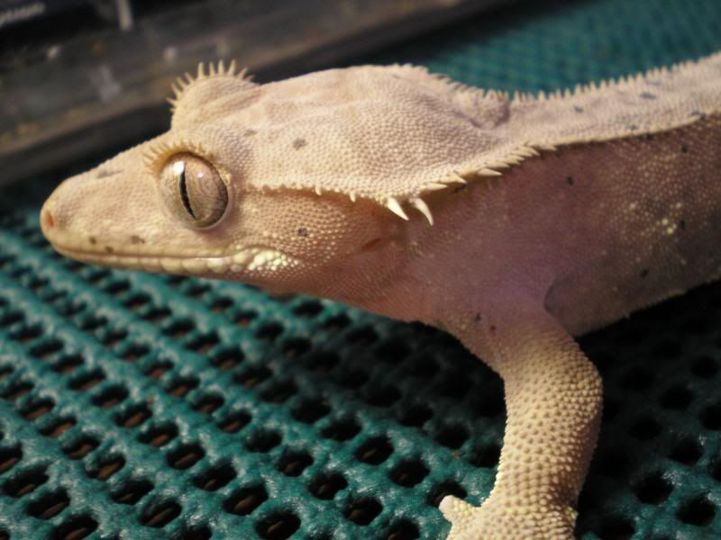 craigslist gecko