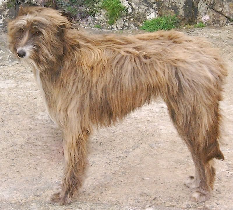 Types of Lurcher (Rough Coat) Lurcher Link