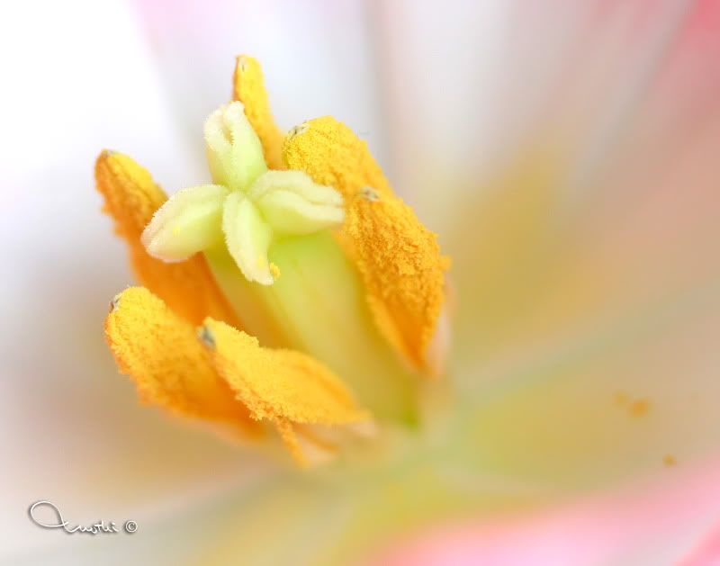 IMAGE: http://img.photobucket.com/albums/v211/my_icky_kitty/macroflower1.jpg