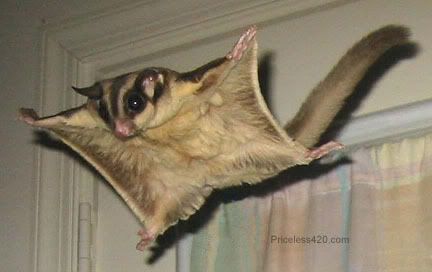 flying_squirrel.jpg