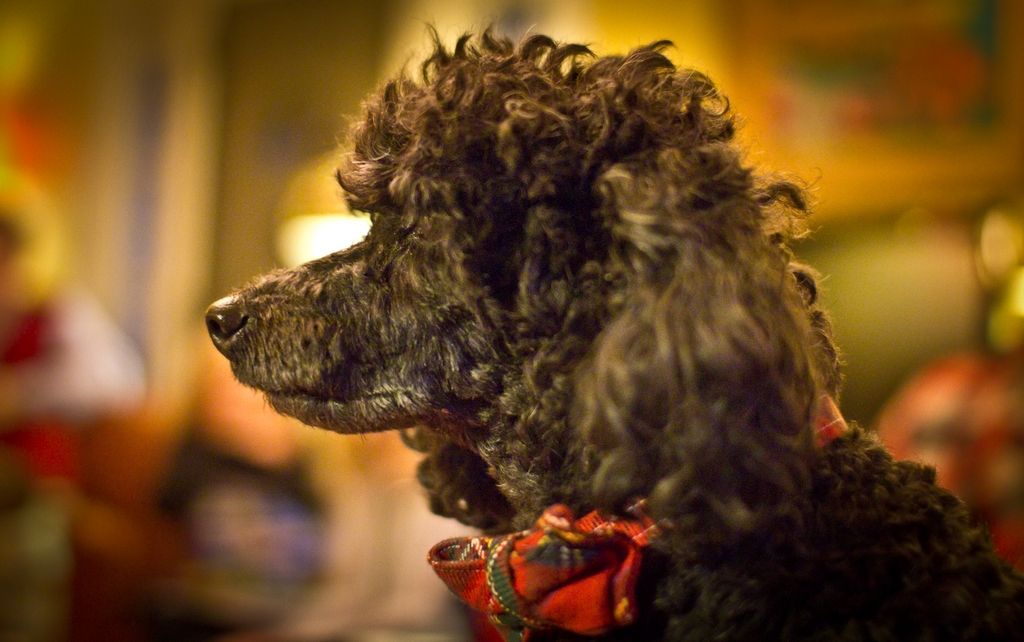 IMAGE: http://img.photobucket.com/albums/v212/fastredponycar/Christmas/2010/tn_IMG_0526.jpg