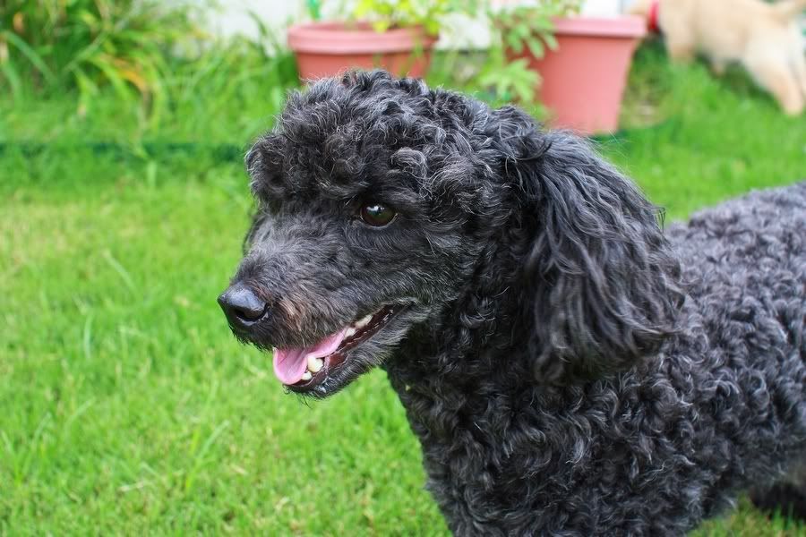 IMAGE: http://img.photobucket.com/albums/v212/fastredponycar/Roscoe/Resized/roscoe-25.jpg