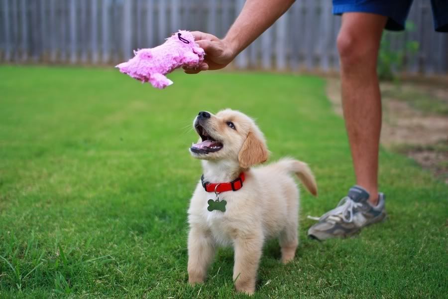 IMAGE: http://img.photobucket.com/albums/v212/fastredponycar/Roscoe/Resized/roscoe-42.jpg