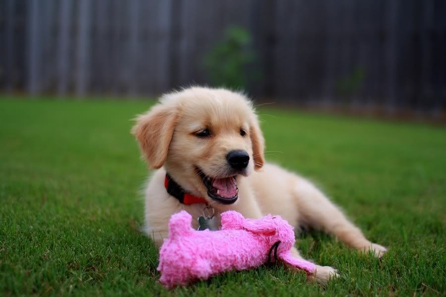 IMAGE: http://img.photobucket.com/albums/v212/fastredponycar/Roscoe/Resized/roscoe-76.jpg