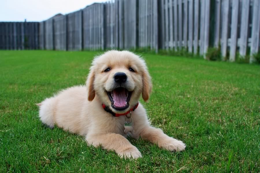 IMAGE: http://img.photobucket.com/albums/v212/fastredponycar/Roscoe/Resized/roscoe-88.jpg