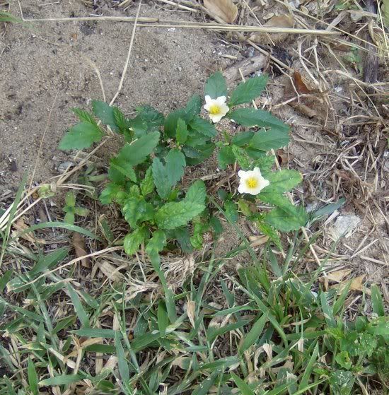 Viney Weeds