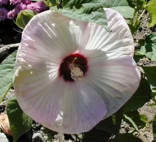 What is a dwarf hibiscus?