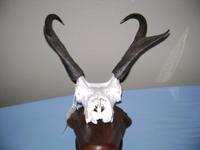 Antelope Horns