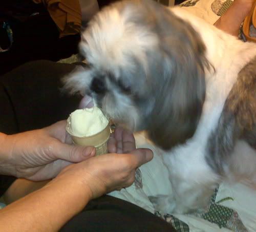 Anyone have experience with a dog with lymphoma?