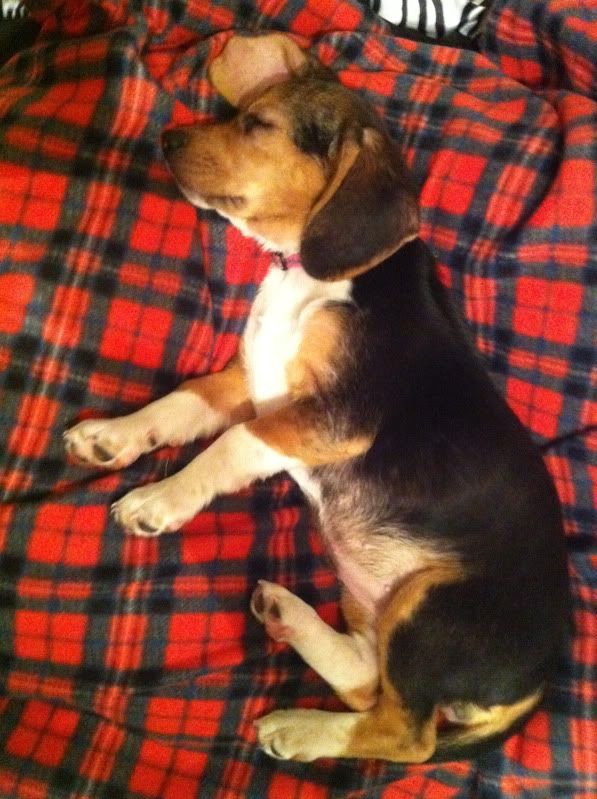 Charity for the Holidays        