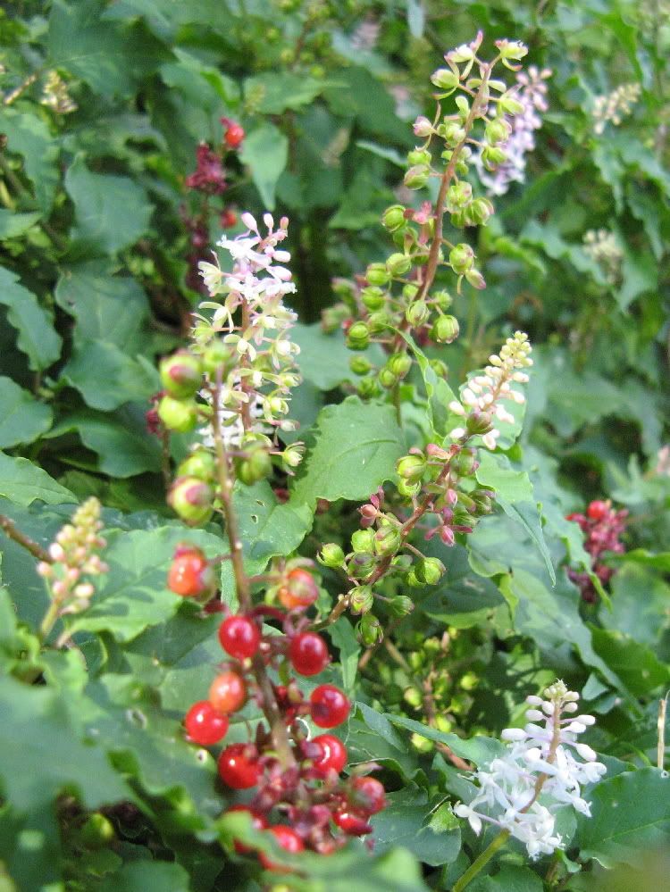 Just a word about Pigeonberry