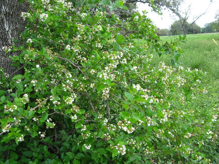 Early American Gardens Plants In Early American Gardens Bridal