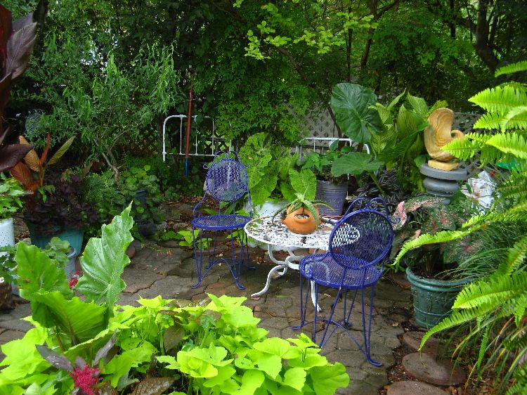 Some more views of my San Antonio garden