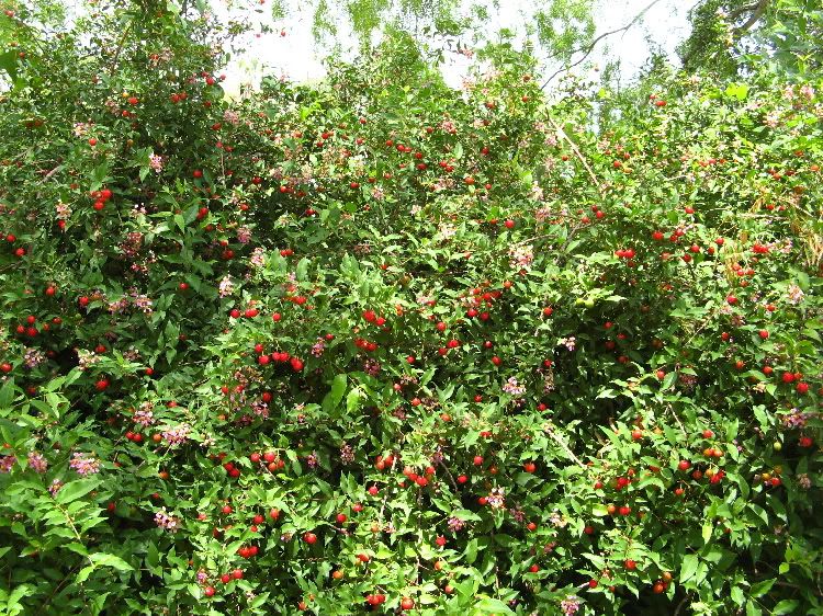 dwarf cherry tree pictures. I was thinking the dwarf