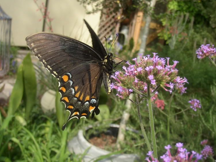 photo SwallowtailII.jpg