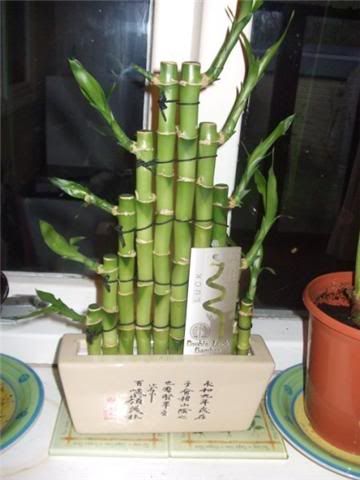 bamboo.jpg