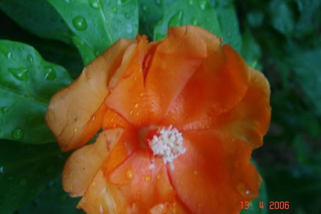 Image hosting by Photobucket