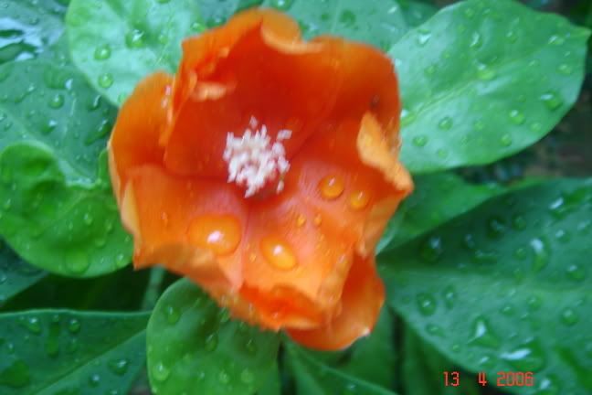 Image hosting by Photobucket