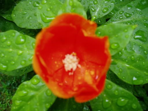 Image hosting by Photobucket