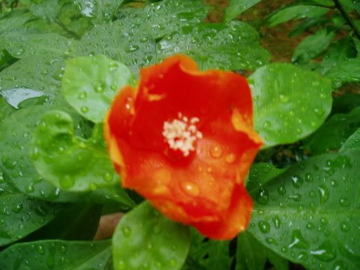 Image hosting by Photobucket