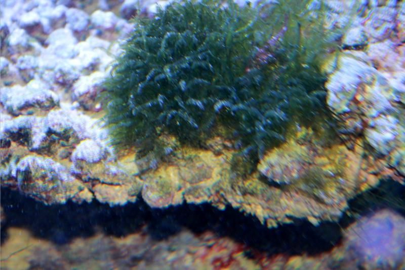 Algae-1_zps7739d5f8.jpg