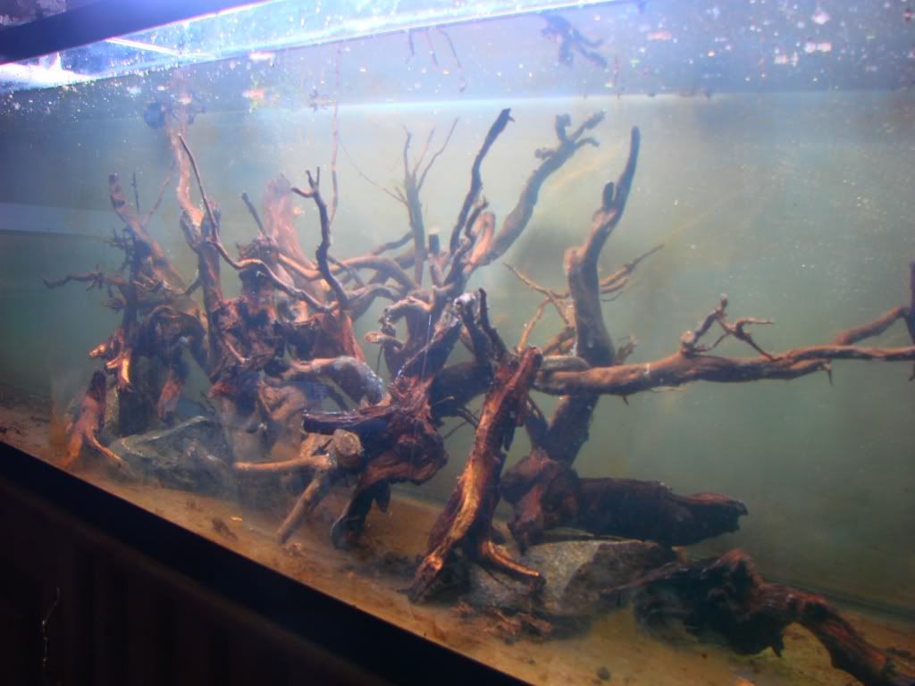 Branch type driftwood?? Aquascaping Aquatic Plant Central