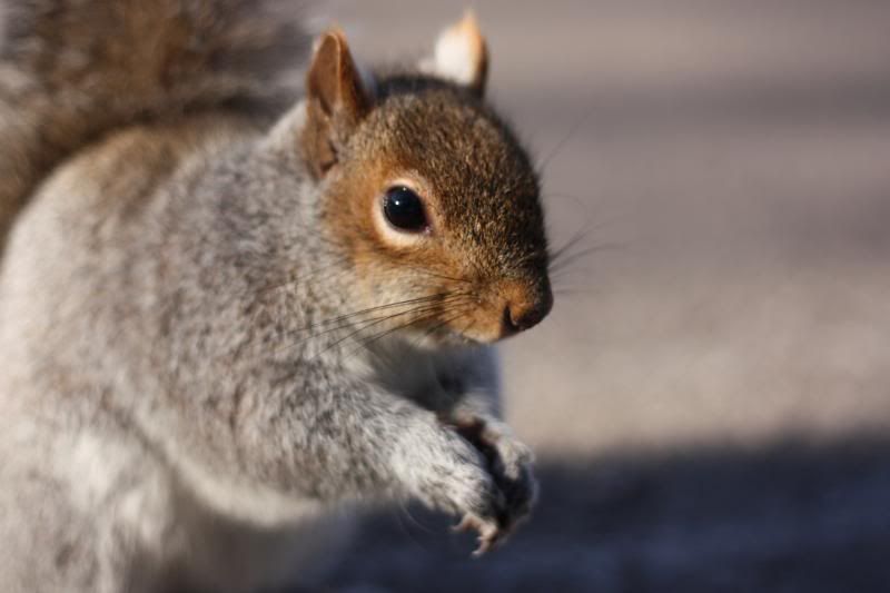 Squirrels are suckers for cashews ;) Wildlife in photographyonthe